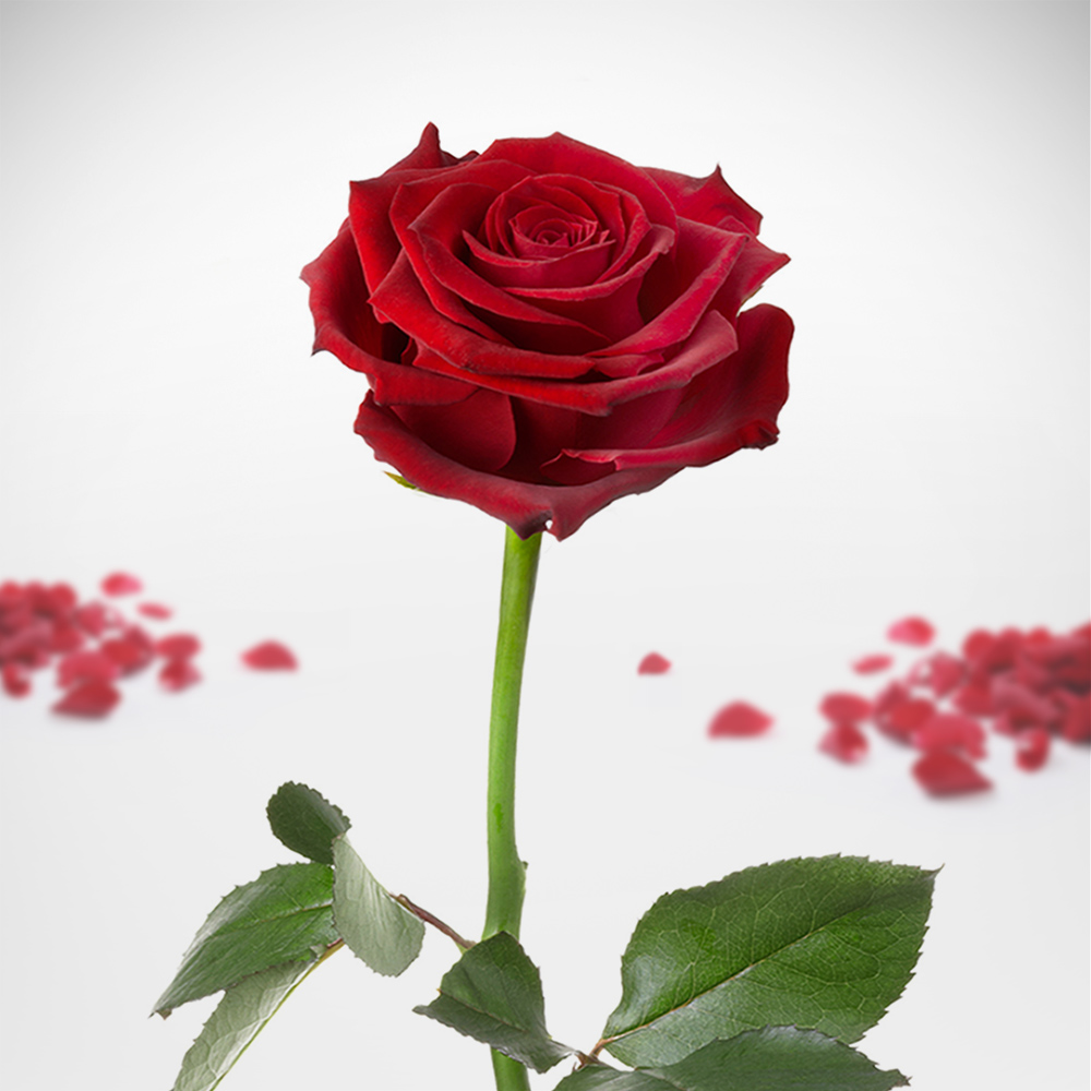 Unvergängliche Rose Unvergängliche Rose